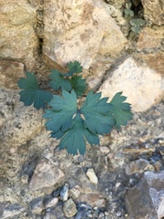 Cymopterus gilmanii