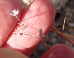Eriogonum apiculatum