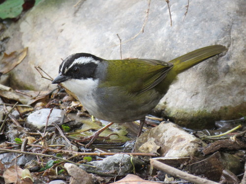 White-browed Brushfinch (Arremon torquatus), photo 1
