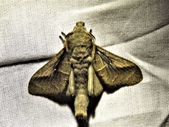 Bombycopsis nigrovittata