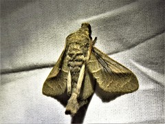 Bombycopsis nigrovittata
