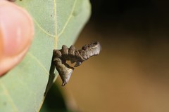Notodonta scitipennis