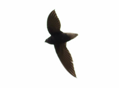 Chaetura brachyura