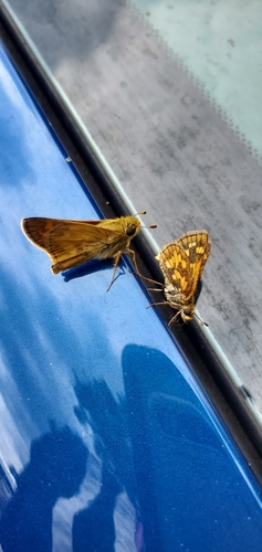 Peck's Skipper photo 4