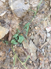 Neogaerrhinum filipes