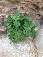 Holmgrenanthe petrophila
