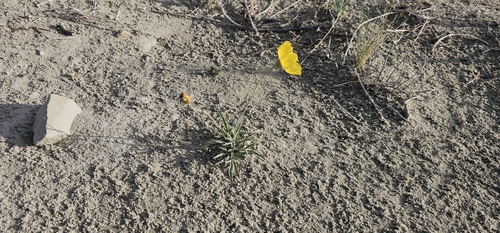 Border Goldthread (Thelesperma subnudum)