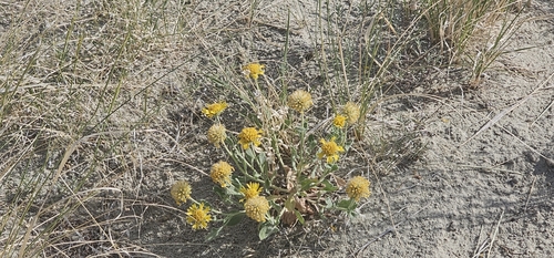 western blanketflower (Gaillardia spathulata)