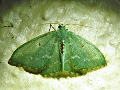 Lophostola cara