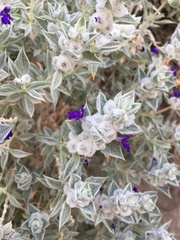 Salvia funerea