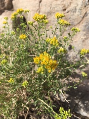 Amphipappus fremontii