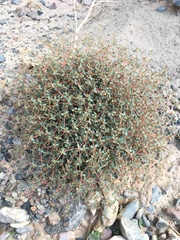 Euphorbia parishii