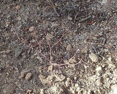 Eriogonum apiculatum