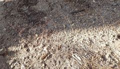 Eriogonum apiculatum