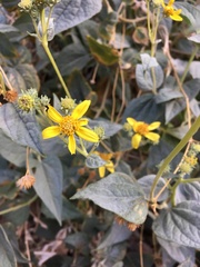 Bahiopsis reticulata