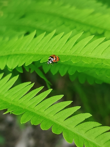 American Three-banded Lady Beetle photographed in Maine