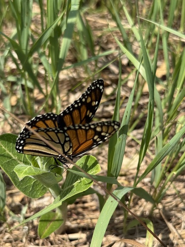 Monarch photographed in Wisconsin