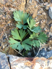 Cymopterus gilmanii