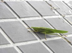 Euconocephalus nasutus