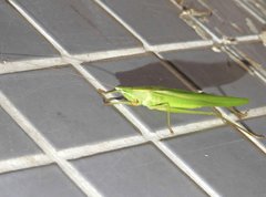 Euconocephalus nasutus