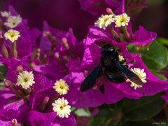Xylocopa