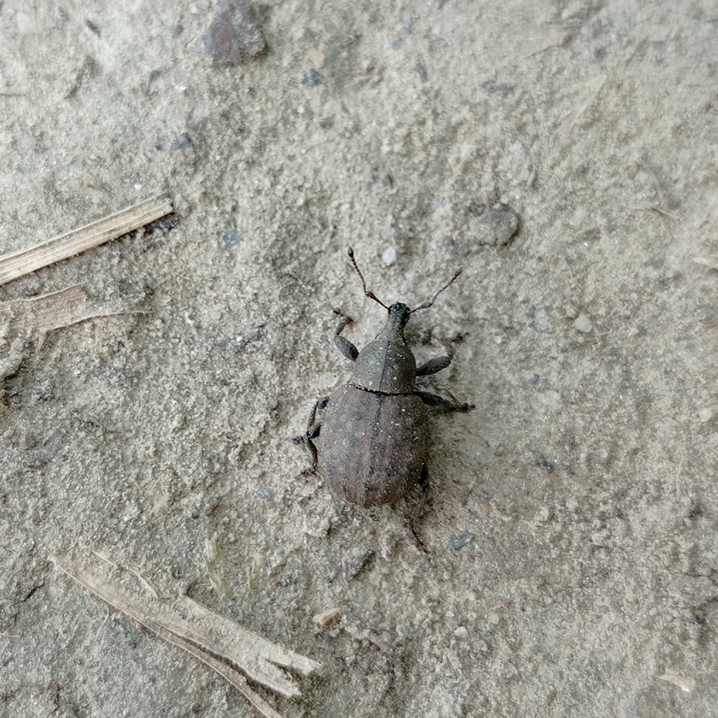 Tropiphorus micans