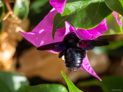 Xylocopa