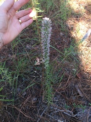 Liatris carrizana