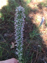 Liatris carrizana