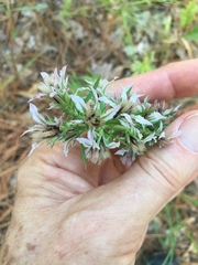 Liatris carrizana