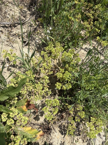Sun spurge