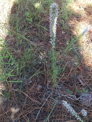 Liatris carrizana
