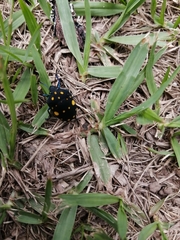 Pachycoris
