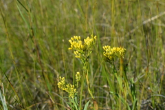Solidago ohioensis