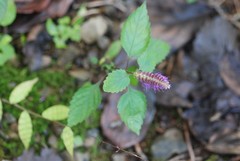 Elsholtzia splendens