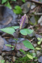 Elsholtzia splendens