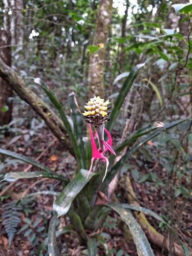 Aechmea bromeliifolia (Aechmea bromeliifolia)