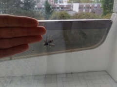 Vespa velutina