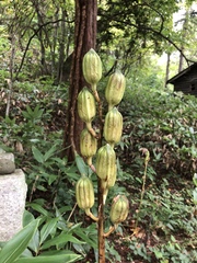 Cardiocrinum cordatum