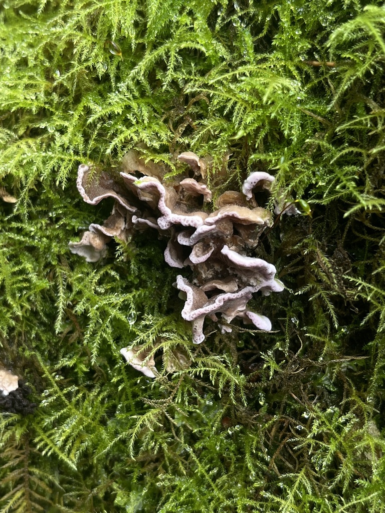 Chondrostereum purpureum · June 2025 · photo: © sur_endemico (iNaturalist, cc-by-nc)