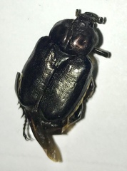 Osmoderma eremicola