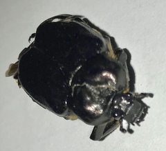Osmoderma eremicola