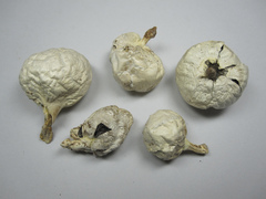 Agaricus columellatus