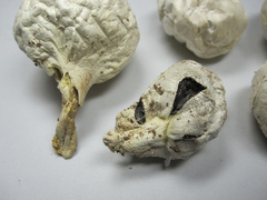 Agaricus columellatus