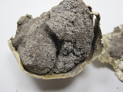 Agaricus columellatus