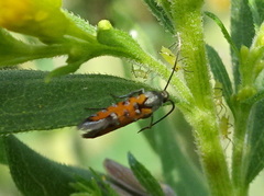 Neoheliodines nyctaginella