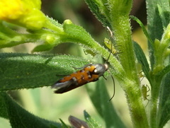 Neoheliodines nyctaginella