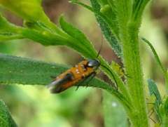 Neoheliodines nyctaginella