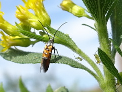 Neoheliodines nyctaginella