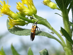 Neoheliodines nyctaginella